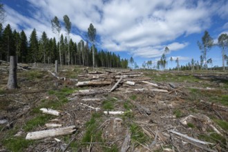Cleared forest area, forestry, timber trade, near Sunne, Sweden