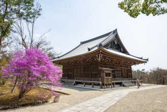 Kannondo of Ninna-ji Temple, purple blooming bush in spring, Buddhist temple complex, Kyoto, Japan