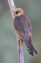 Red-footed falcon (Falco vespertinus), adult female sitting, Kiskunság National Park, Hungary