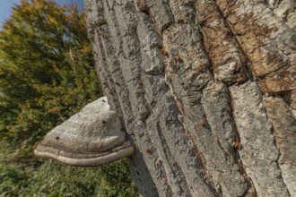 Mushroom grows on the bark of an old tree in a green forest. The sun shines through the leaves and
