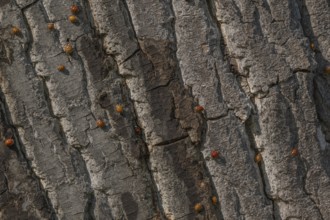 A large number of orange-colored insects are scattered across the rough wood of a tree. Sunlight