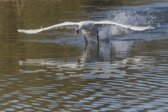 White swan floats away from the water surface and flaps its wings. Splashes create waves on water,