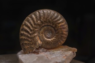 Ammonite fossils can be found on rocks. Details of the spiral reveal millions of years of evolution