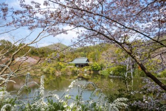 Kyoyochi pond in the Japanese garden, blooming cherry trees, Ryoan-ji, Zen Buddhist temple complex,