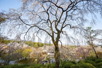 Blooming cherry trees Sogenchi Teien Japanese Garden, Tenryu-ji, Zen Buddhist temple complex,