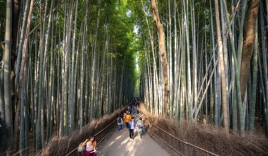 Visitors on their way through bamboo forest, towering bamboo trunks in Arashiyama bamboo forest,