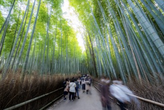 Visitors on their way through bamboo forest, motion blur, long exposure, towering bamboo stems in
