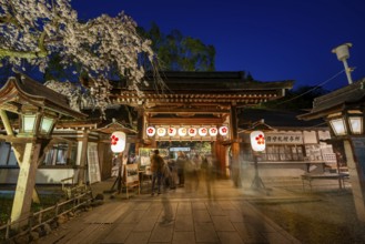 Illuminated Hirano shrine with cherry blossoms at night, blue hour, Hanami, Kyoto, Japan