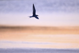 Flying common tern (Sterna hirundo) in the evening light, Texel, North Holland, the Netherlands
