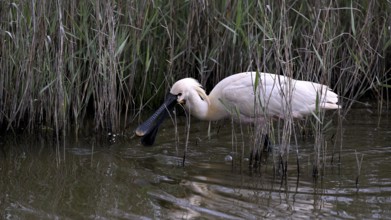 Spoonbill (Platalea leucorodia) looking for food in shallow water with drops of water in its open