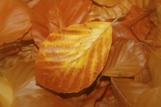 Beech (Fagus) leaves, close-up, alienation, in autumn, North Rhine-Westphalia, Germany