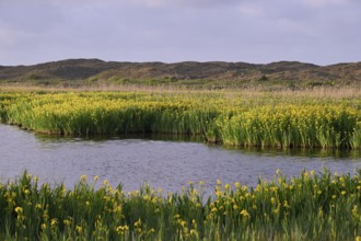 Blooming marsh iris (Iris peudacorus) in the wetland in dune landscape, Texel, North Holland, the