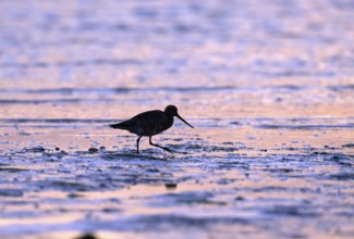 Pod-tailed woodcock (Limosa lapponica) in backlight on the beach, Texel, North Holland, the