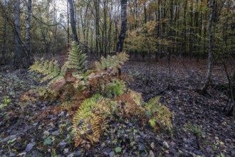 Royal fern (Osmunda regalis) in autumn leaves, Emsland, Lower Saxony, Germany