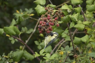 Blue tit (Cyanistes caeruleus) adult bird in a hedgerow feeding on blackberries in summer, England,