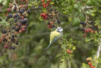 Blue tit (Cyanistes caeruleus) adult bird in a hedgerow on blackberries in summer, England, United