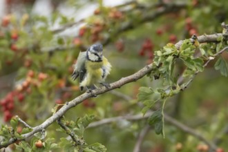 Blue tit (Cyanistes caeruleus) adult bird in a Hawthorn hedgerow with red berries in summer,