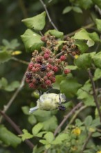 Blue tit (Cyanistes caeruleus) adult bird in a hedgerow feeding on blackberries in summer, England,