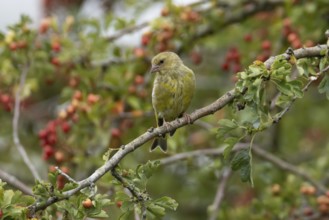 European greenfinch (Chloris chloris) adult bird in a Hawthorn hedgerow with red berries in summer,