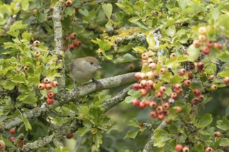 Eurasian blackcap (Sylvia atricapilla) adult female bird in a Hawthorn hedgerow with red berries in