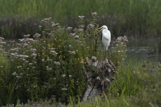 Great white egret (Ardea alba) adult bird on a tree stump amongst summer flowers, England, United