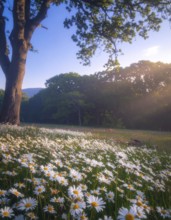 A sunlit meadow with daisies against a forest backdrop under a blue sky, Late summer country