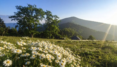 A sunlit meadow with daisies against a forest backdrop under a blue sky, Late summer country
