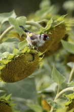 European goldfinch (Carduelis carduelis) adult bird feeding on a sunflower seed in a field of