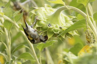 European goldfinch (Carduelis carduelis) adult bird feeding on a sunflower seed in a field of