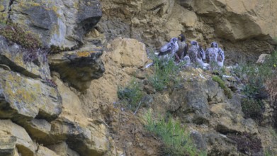 Peregrine falcon (Falco peregrinus), adult female in her habitat feeding nestlings in picturesque