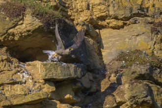 Peregrine falcon (Falco peregrinus), adult female flying with prey in picturesque rocky scenery,