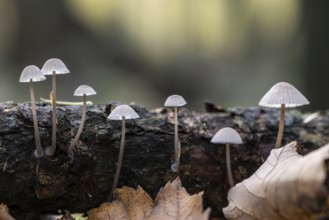 Helmlinge (Mycena), Emsland, Lower Saxony, Germany