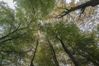 Beech forest (Fagus sylvatica) in autumn leaves, Emsland, Lower Saxony, Germany