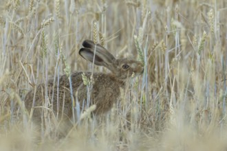 European brown hare (Lepus europaeus) adult animal feeding on a wheat sheath in a farmland field in