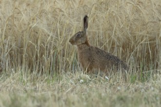 European brown hare (Lepus europaeus) adult animal in a farmland wheat field in summer, England,