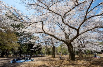 People picnicking under cherry blossoms in Yoyogi Park, Hanami Festival, Shibuya District, Tokyo,