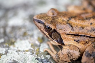 Common frog (Rana temporaria) sitting on stone, Lower Austria, Austria