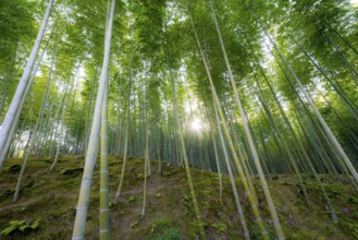 Towering bamboo stems in Arashiyama bamboo forest, with sun star, Kyoto, Japan