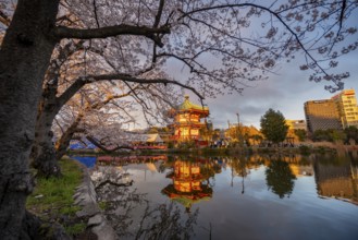 Shinobazunoike Bentendo temple reflected in lake at sunset, Shinobazu pond, lakeside cherry blossom