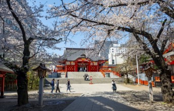 Shinto Shrine main building, Hanazono Shrine, cherry trees blooming in spring, Shinjuku City, Tokyo