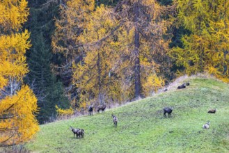 Chamois (Rupicapra rupicapra) in front of yellow larches (Larix), autumn, Zernez, Engadin,