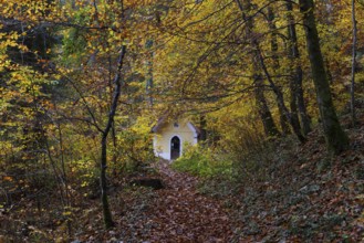 Deciduous trees, colorful autumn forest with counter chapel, Sankt Lorenz, Mondseeland,