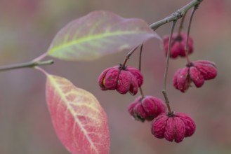 Common spindle bush (Euonymus europaeus), fruits, Emsland, Lower Saxony, Germany