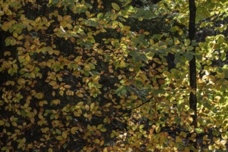 Beech trees (Fagus sylvatica) in autumn leaves, Emsland, Lower Saxony, Germany