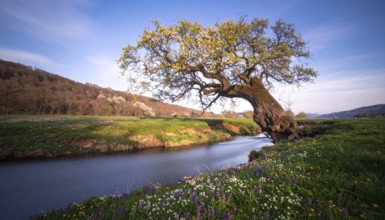 A serene landscape featuring a large tree by a stream at sunset with vibrant green grass and