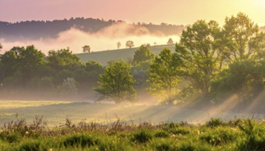 A misty field at sunrise with soft light illuminating trees and greenery, creating a serene
