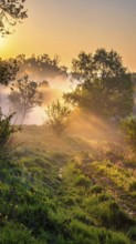 A misty field at sunrise with soft light illuminating trees and greenery, creating a serene