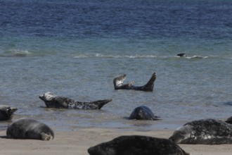 Seals and grey seals on the bathing dune of the island of Heligoland, Schleswig-Holstein, Germany