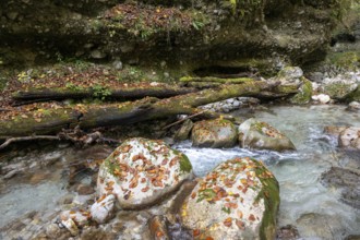Stream in autumn, Gams, Styria, Austria