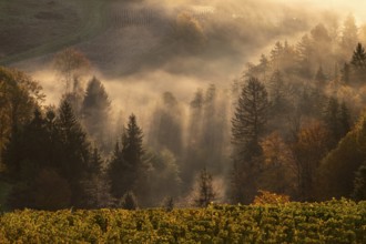 Sunrise, typical landscape in autumn with vineyards, South Styrian hills, South Styrian wine route,